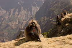 gelada 1